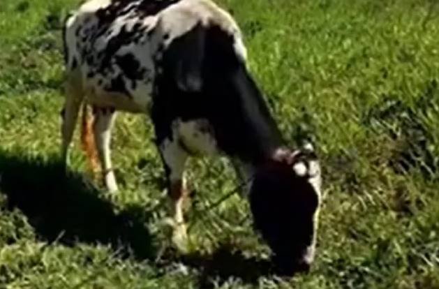 Vaca atropelló y mató a su dueño de 75 años